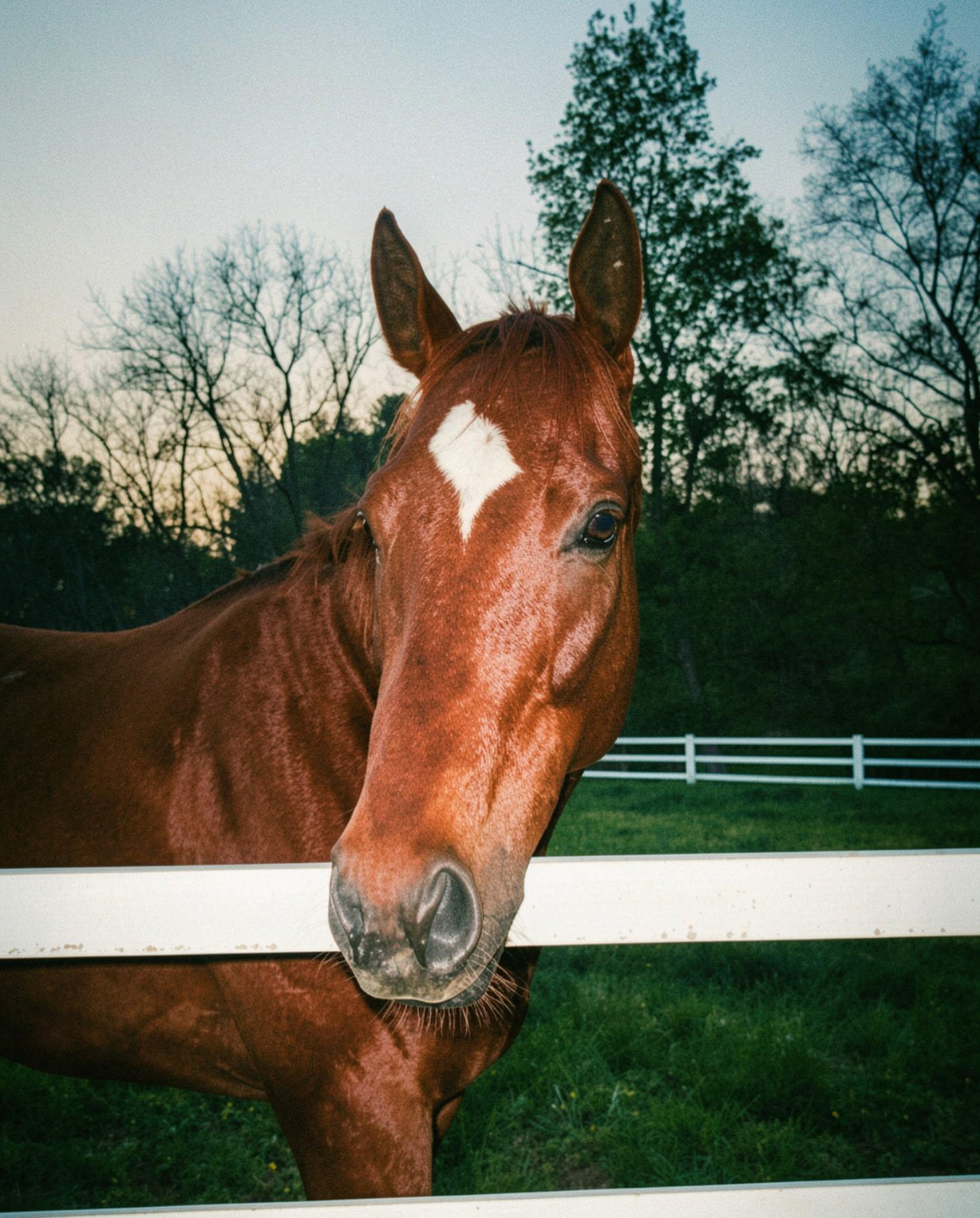 Swifty Devil (Swifty), Adoptable, Adult Male Thoroughbred.