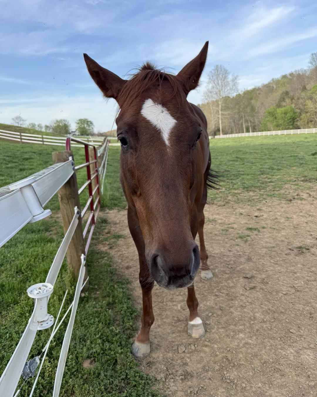 Enlarge Swifty Devil, a ADOPTABLE Thoroughbred in KNOXVILLE, MD image 2/4