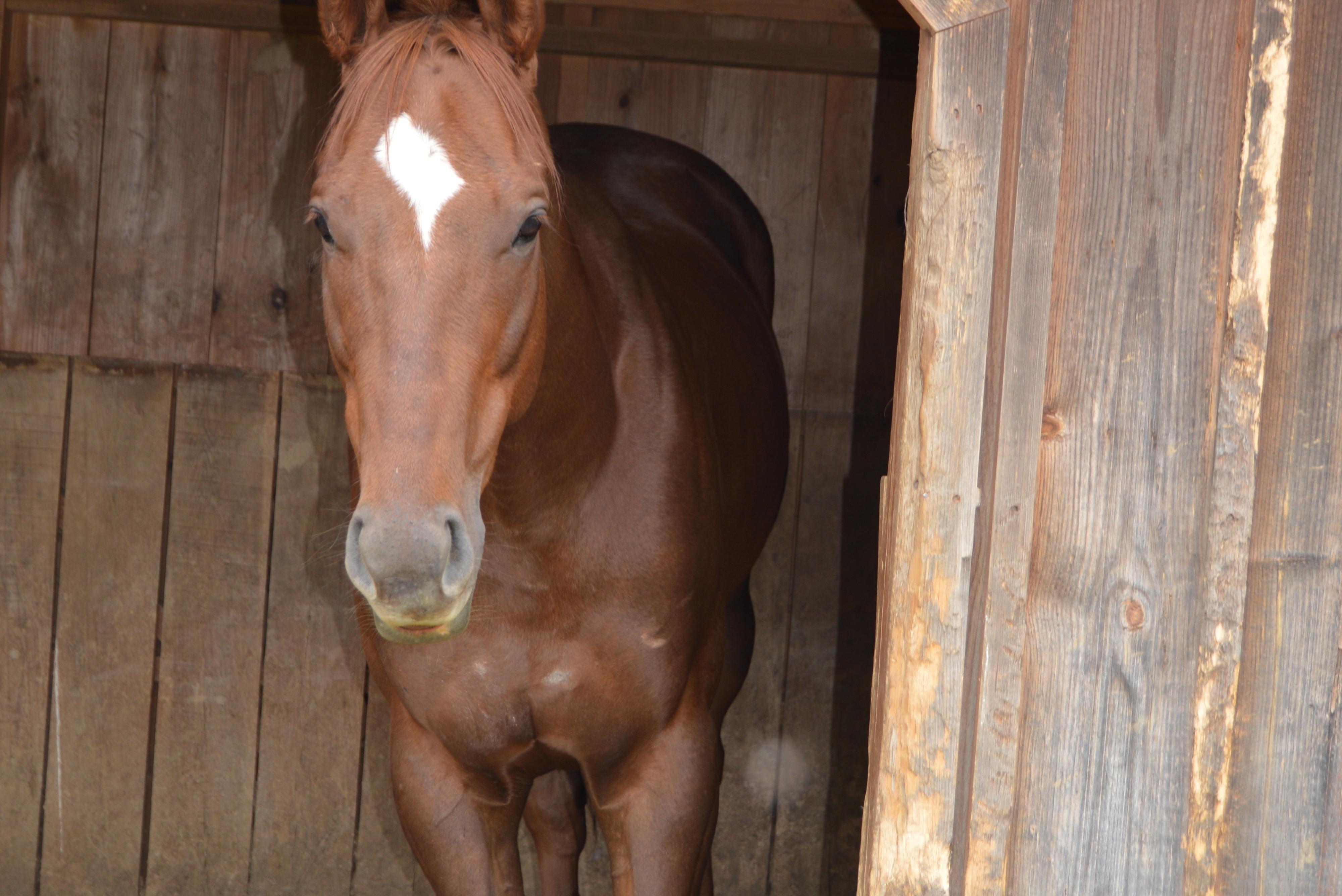 Enlarge Swifty Devil, a ADOPTABLE Thoroughbred in KNOXVILLE, MD image 3/4