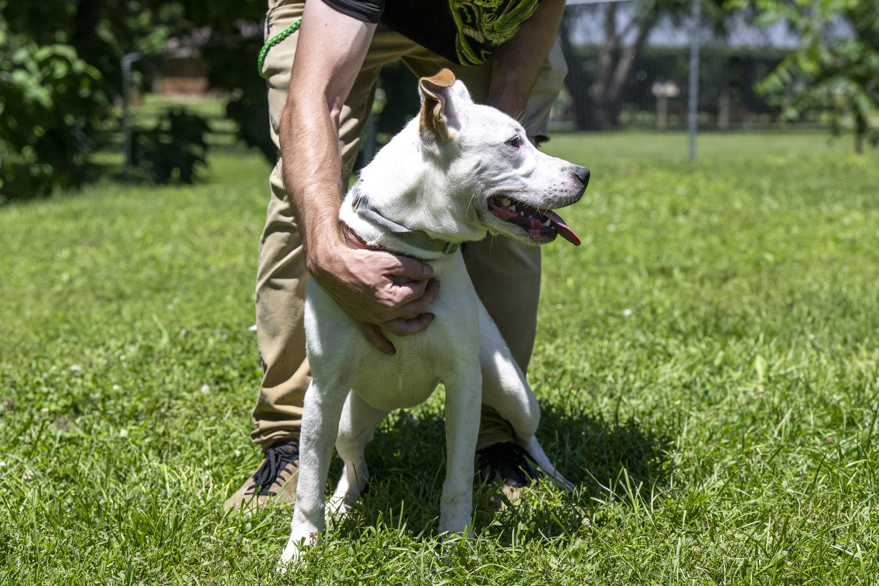 Enlarge Athena, a ADOPTABLE Mixed Breed in Terre Haute, IN image 3/5