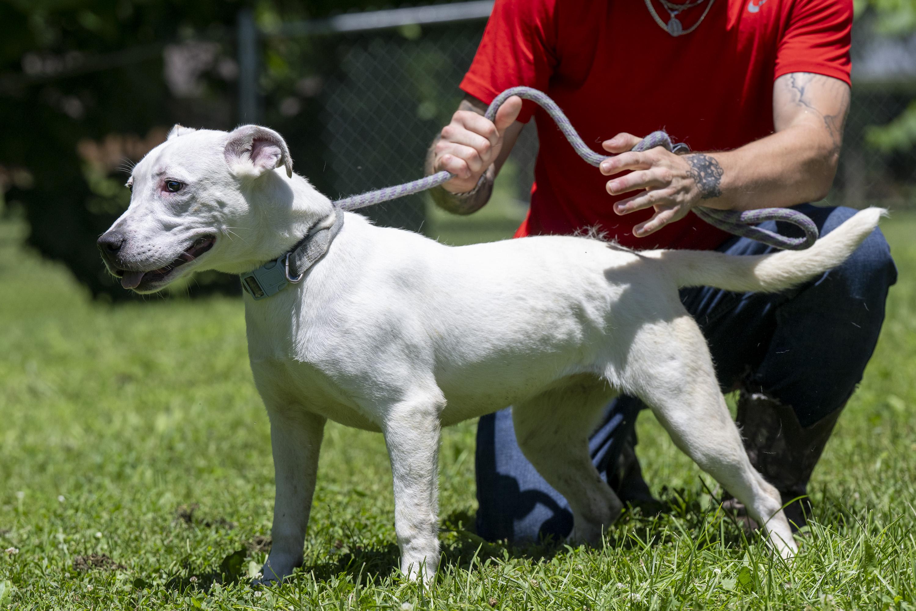 Enlarge Athena, a ADOPTABLE Mixed Breed in Terre Haute, IN image 4/5