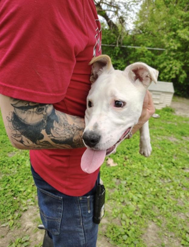 Enlarge Athena, a ADOPTABLE Mixed Breed in Terre Haute, IN image 1/1