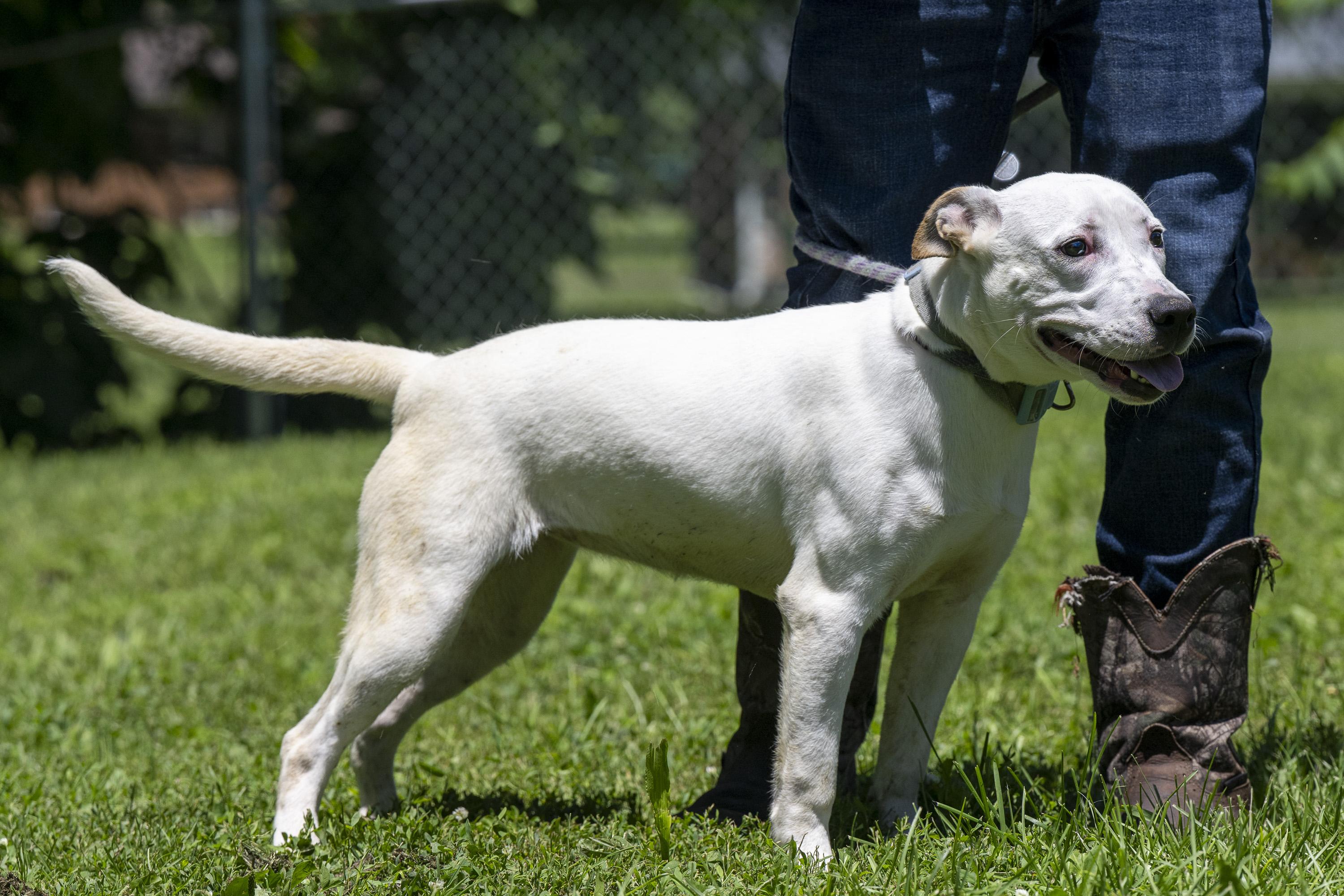 Enlarge Athena, a ADOPTABLE Mixed Breed in Terre Haute, IN image 2/5