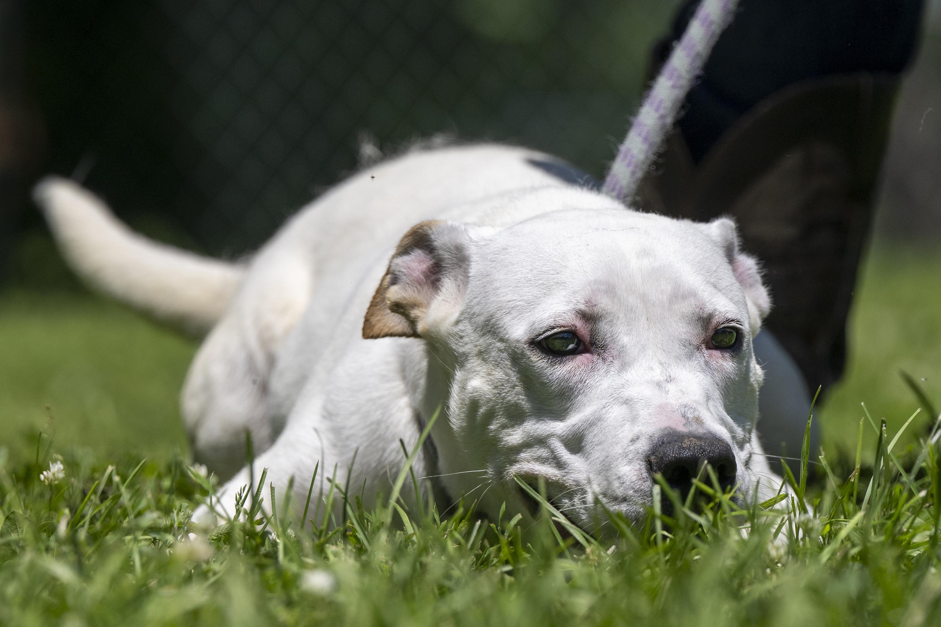 Athena, ADOPTABLE, Young Female Mixed Breed.