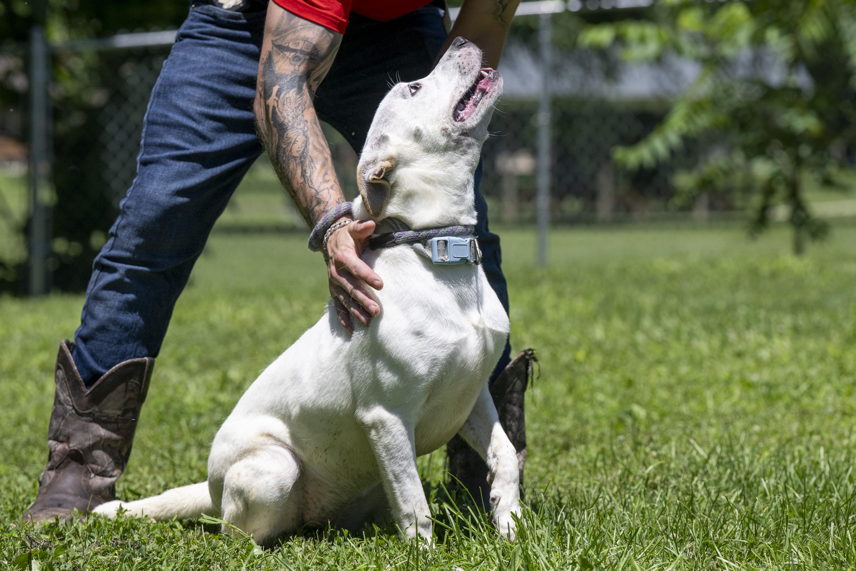 Enlarge Athena, a ADOPTABLE Mixed Breed in Terre Haute, IN image 5/5
