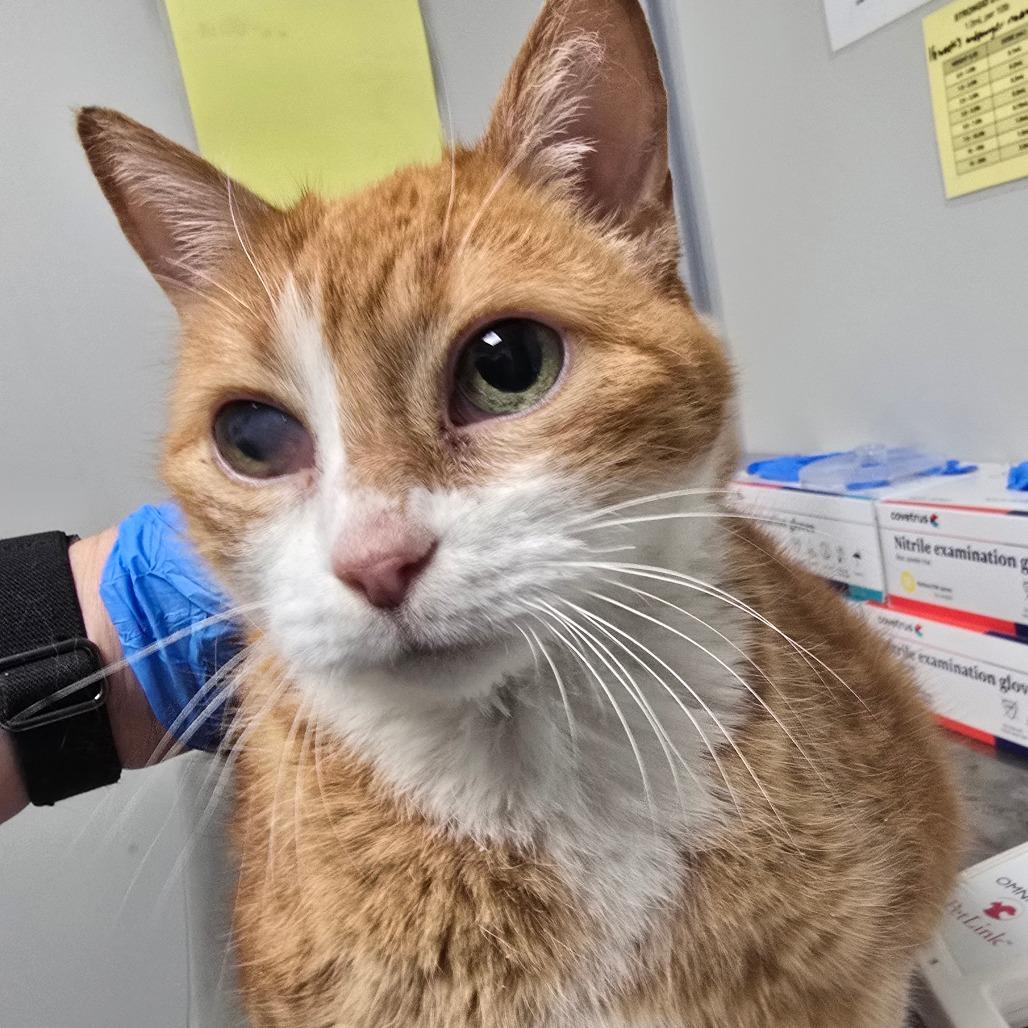 Penny, Adoptable, Adult Female Domestic Short Hair.