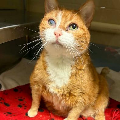 Enlarge Penny, a Adoptable Domestic Short Hair in Concord, NC image 2/3