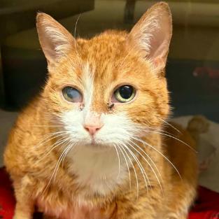 Enlarge Penny, a Adoptable Domestic Short Hair in Concord, NC image 3/3