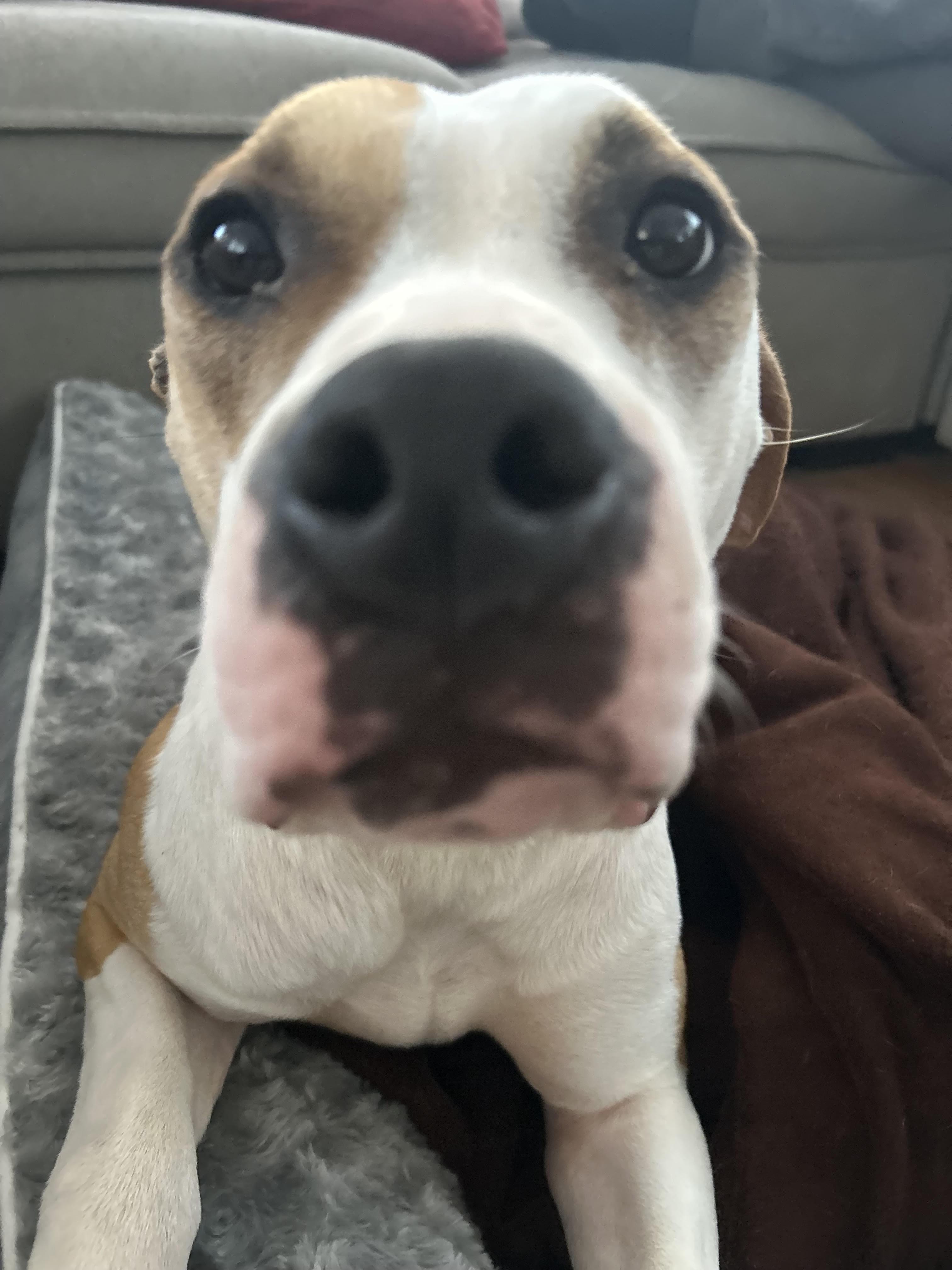 Enlarge CHAPPELL, a Adopted mixed breed in Chicopee, MA image 1/5