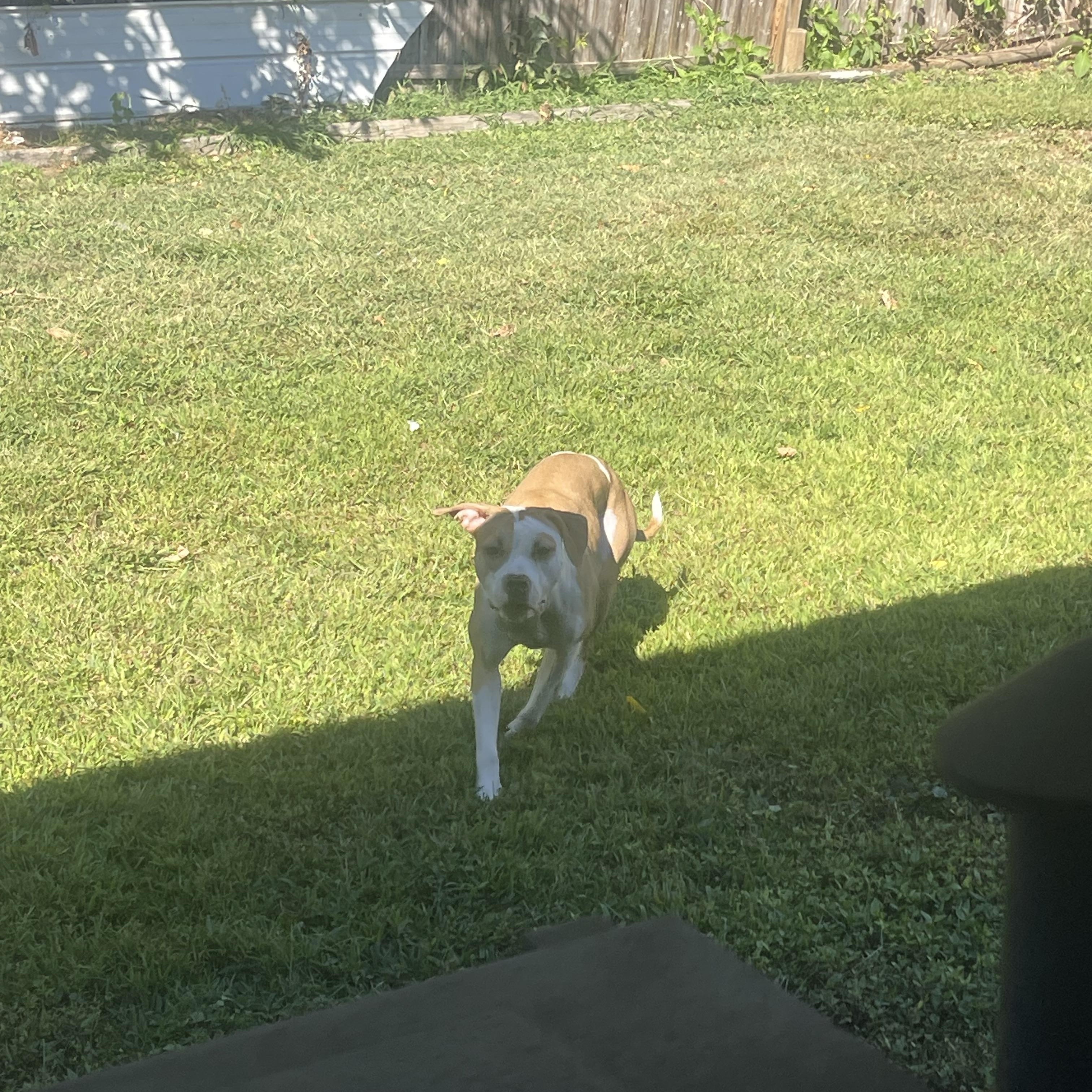 Enlarge CHAPPELL, a Adopted mixed breed in Chicopee, MA image 2/5