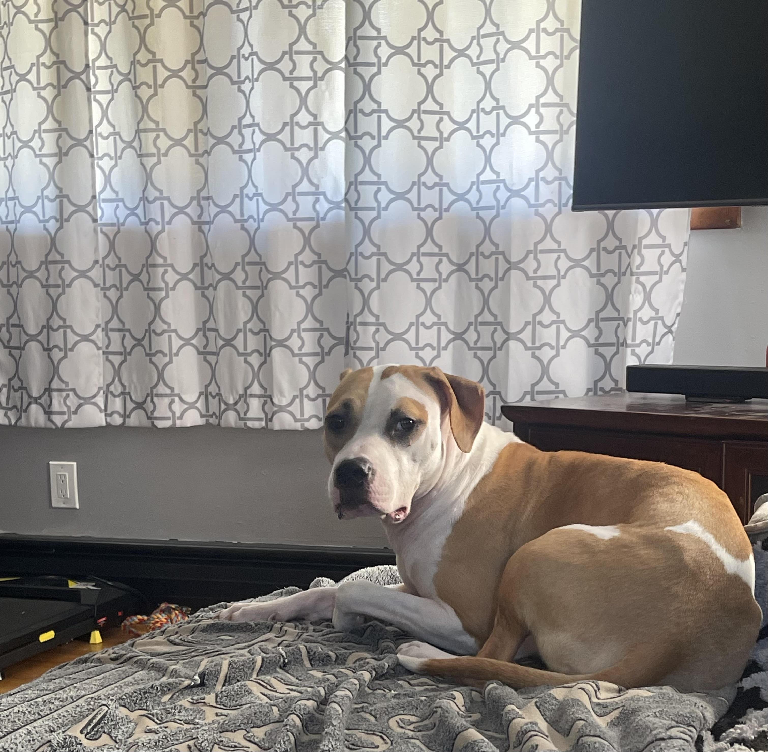 Enlarge CHAPPELL, a Adopted mixed breed in Chicopee, MA image 3/5