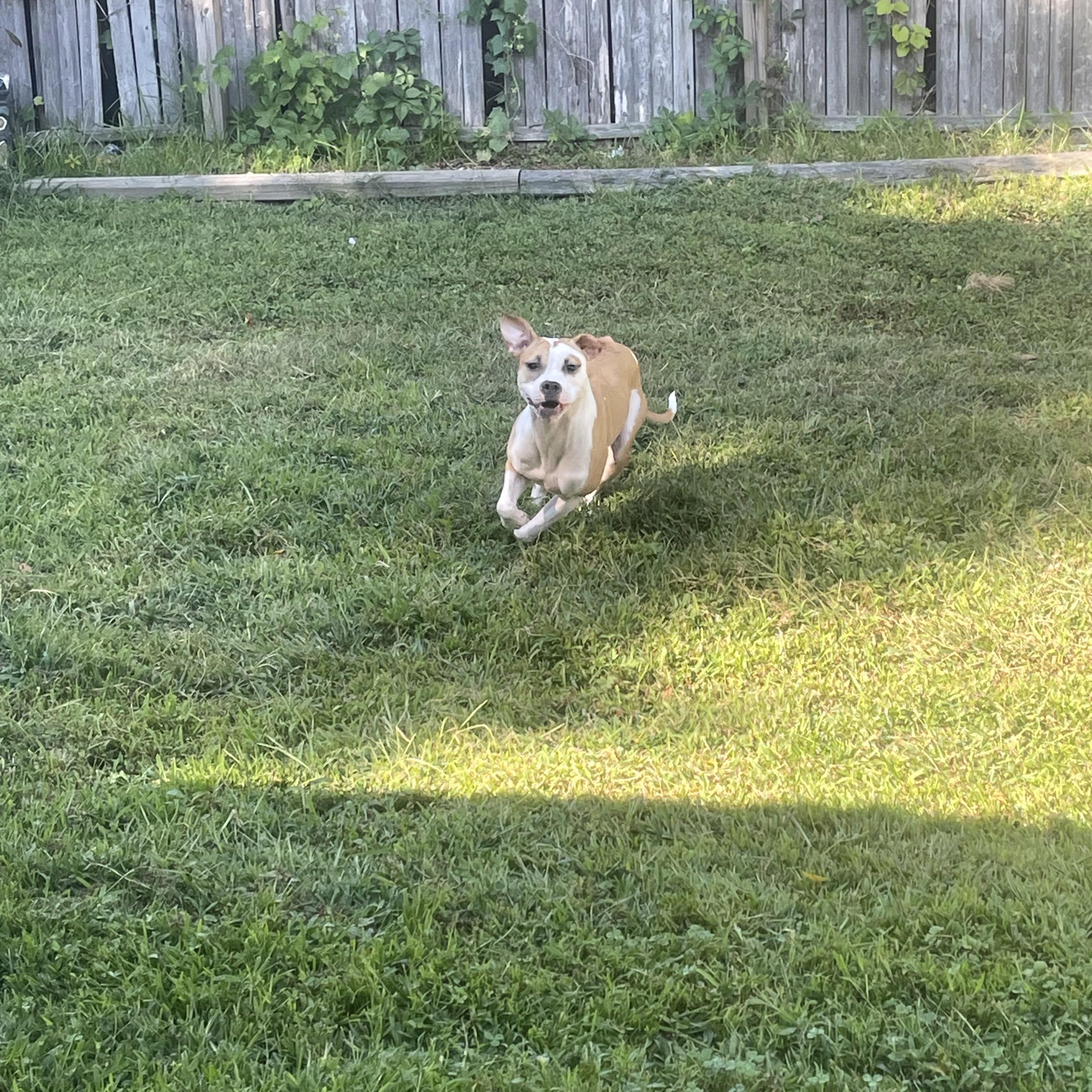 Enlarge CHAPPELL, a Adopted mixed breed in Chicopee, MA image 4/5