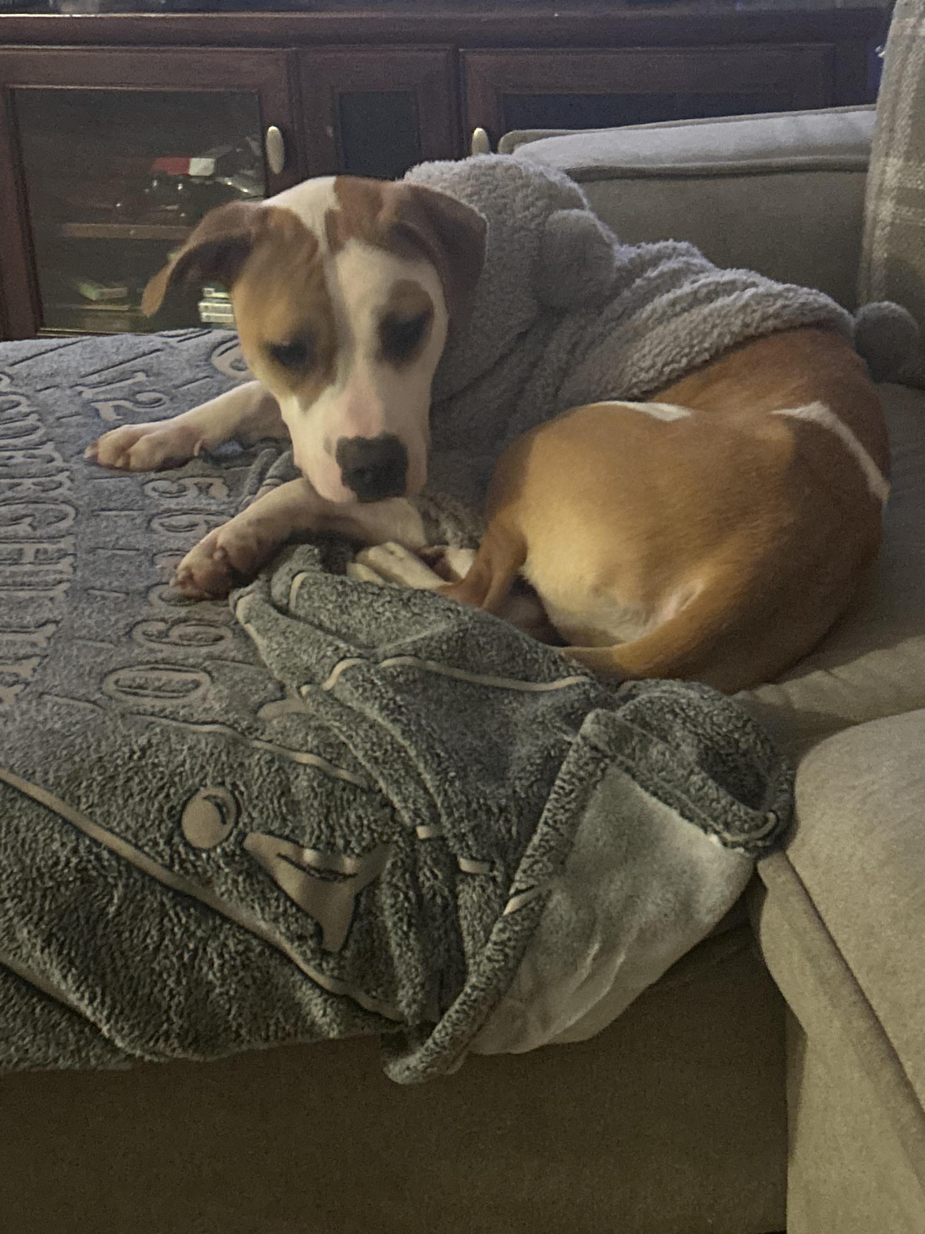 Enlarge CHAPPELL, a Adopted mixed breed in Chicopee, MA image 5/5