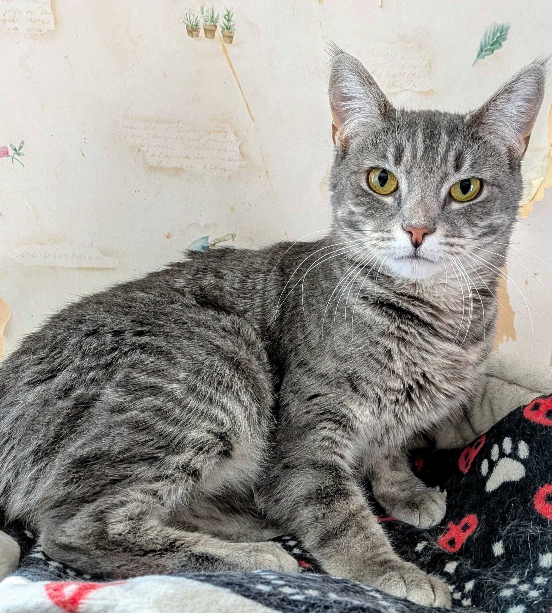 Enlarge Winter, an adopted Domestic Short Hair in Manchester, CT image 1/6