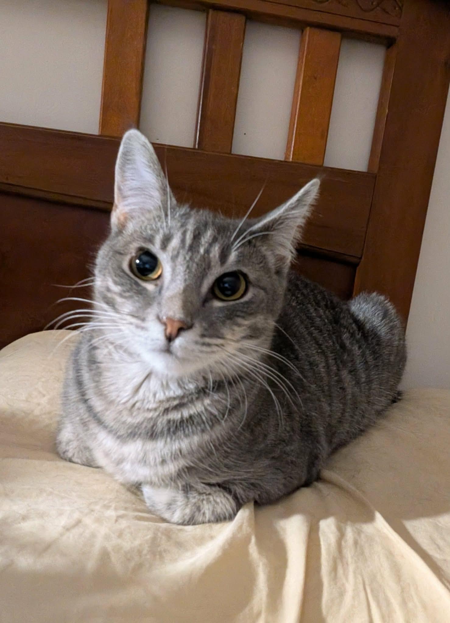 Enlarge Winter, an adopted Domestic Short Hair in Manchester, CT image 5/6