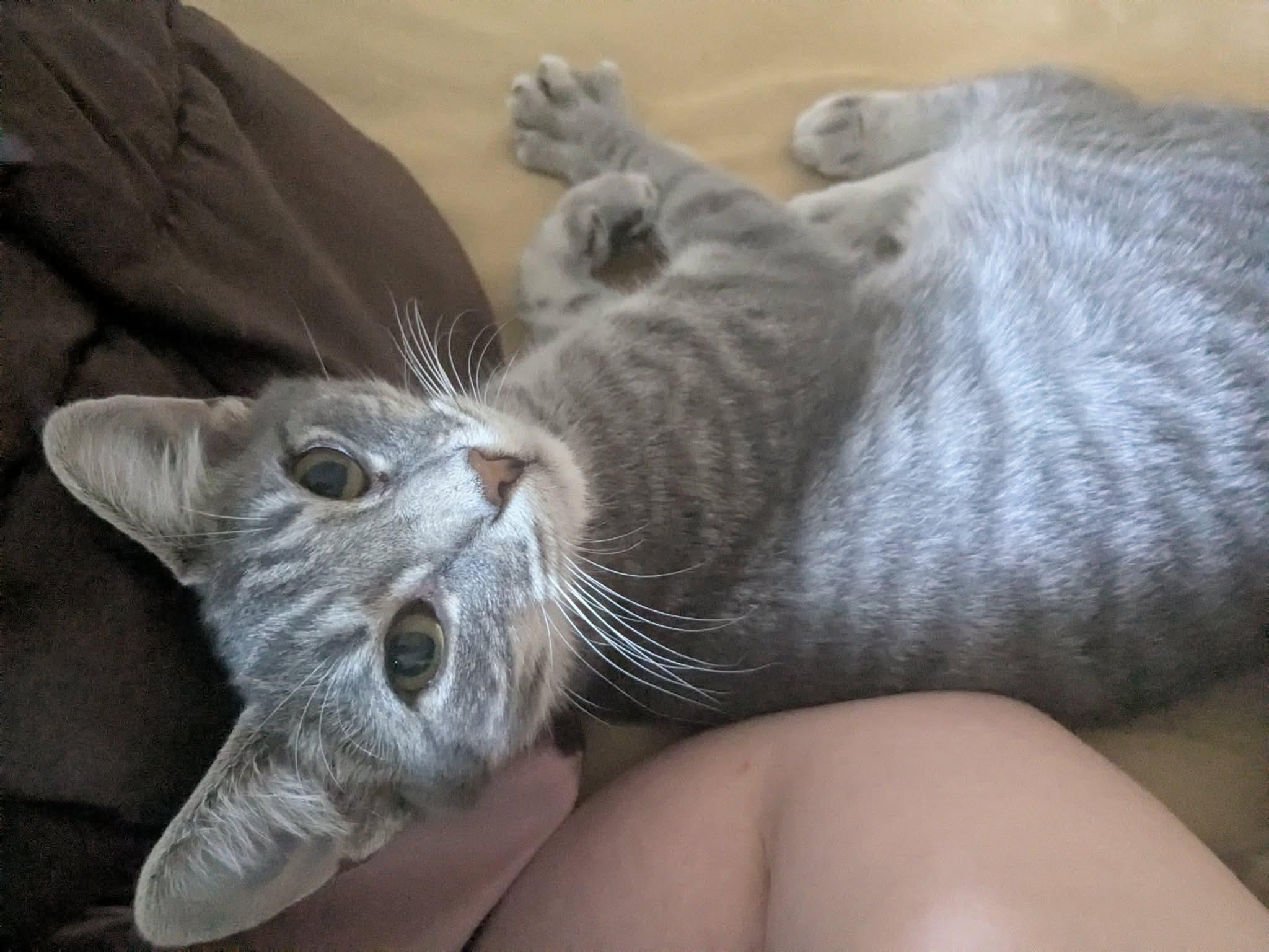 Enlarge Winter, an adopted Domestic Short Hair in Manchester, CT image 6/6