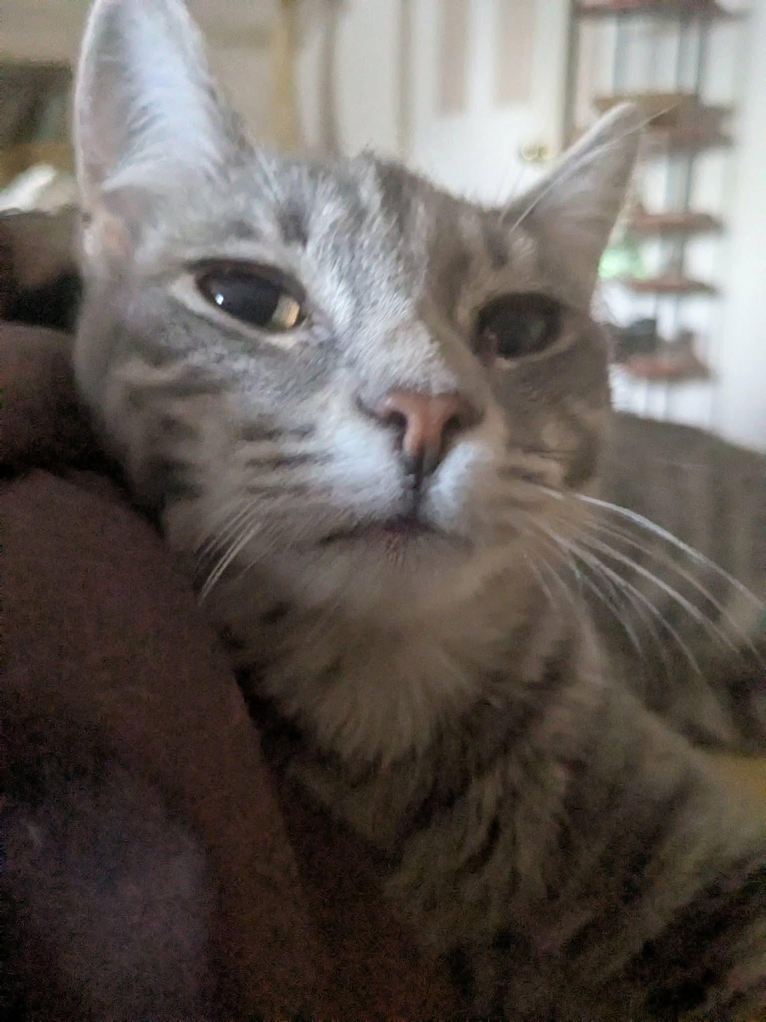 Enlarge Winter, an adopted Domestic Short Hair in Manchester, CT image 2/6