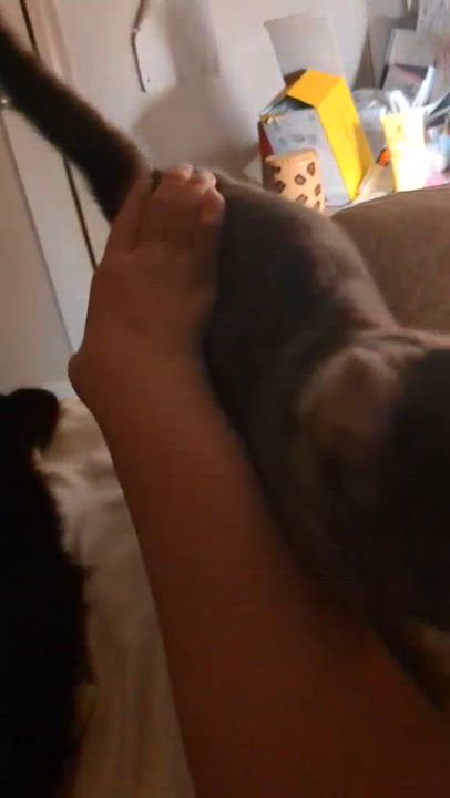 Enlarge Winter, an adopted Domestic Short Hair in Manchester, CT video 3/6