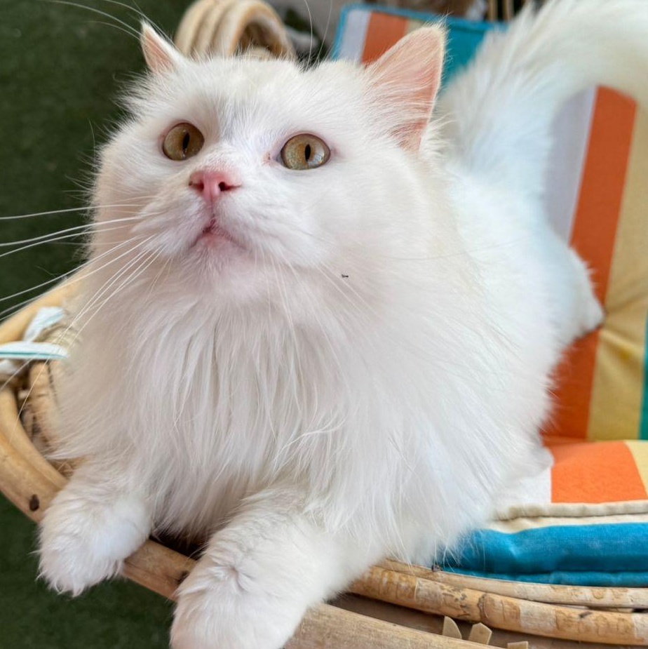 Magnolia, a found Turkish Angora in Brampton, ON image 6/6