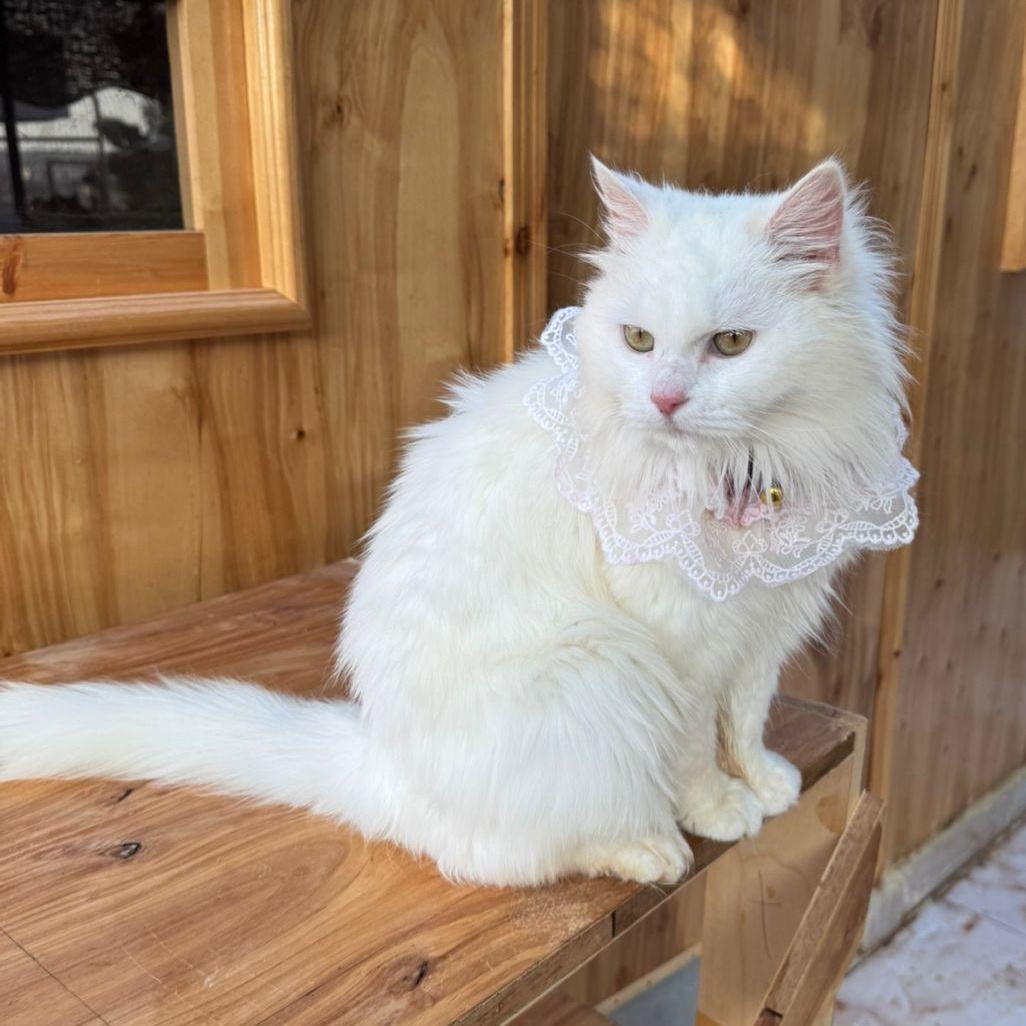Magnolia, a found Turkish Angora in Brampton, ON image 5/6