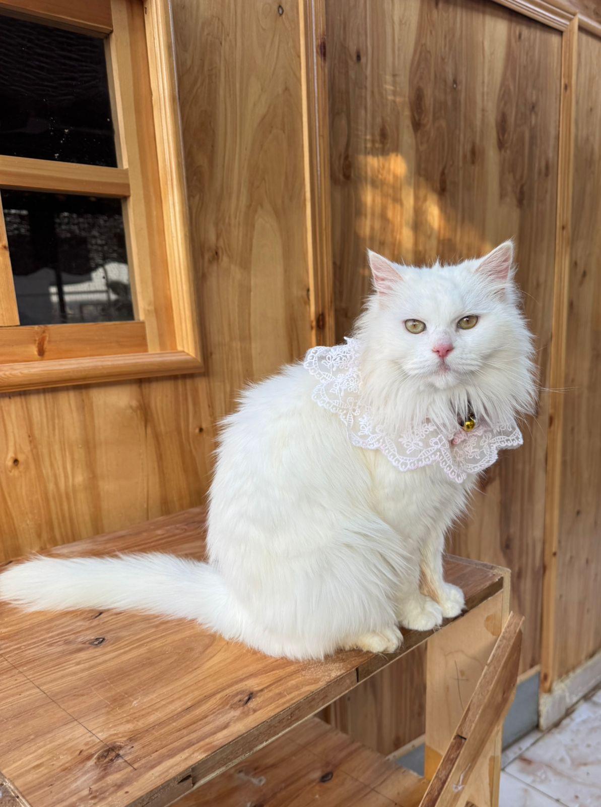 Magnolia, a found Turkish Angora in Brampton, ON image 3/6