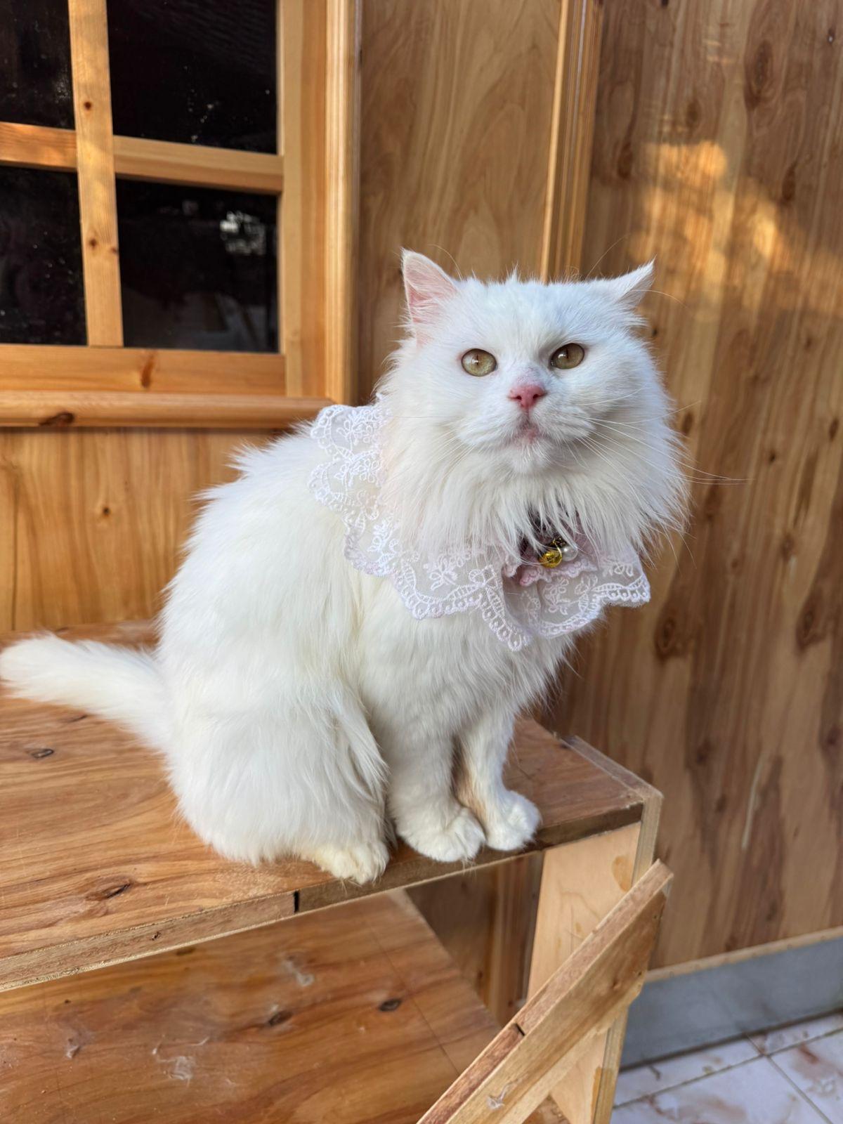 Magnolia, a found Turkish Angora in Brampton, ON image 2/6