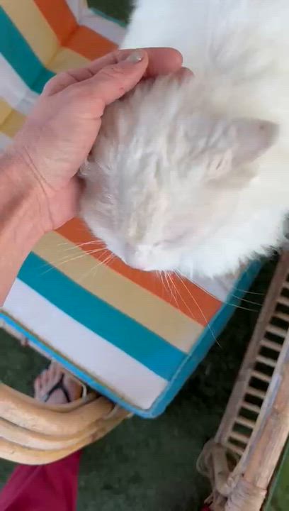 Enlarge Magnolia, a found Turkish Angora in Brampton, ON video 4/6