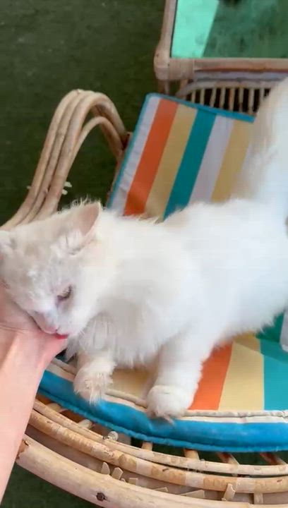 Enlarge Magnolia, a found Turkish Angora in Brampton, ON video 1/6