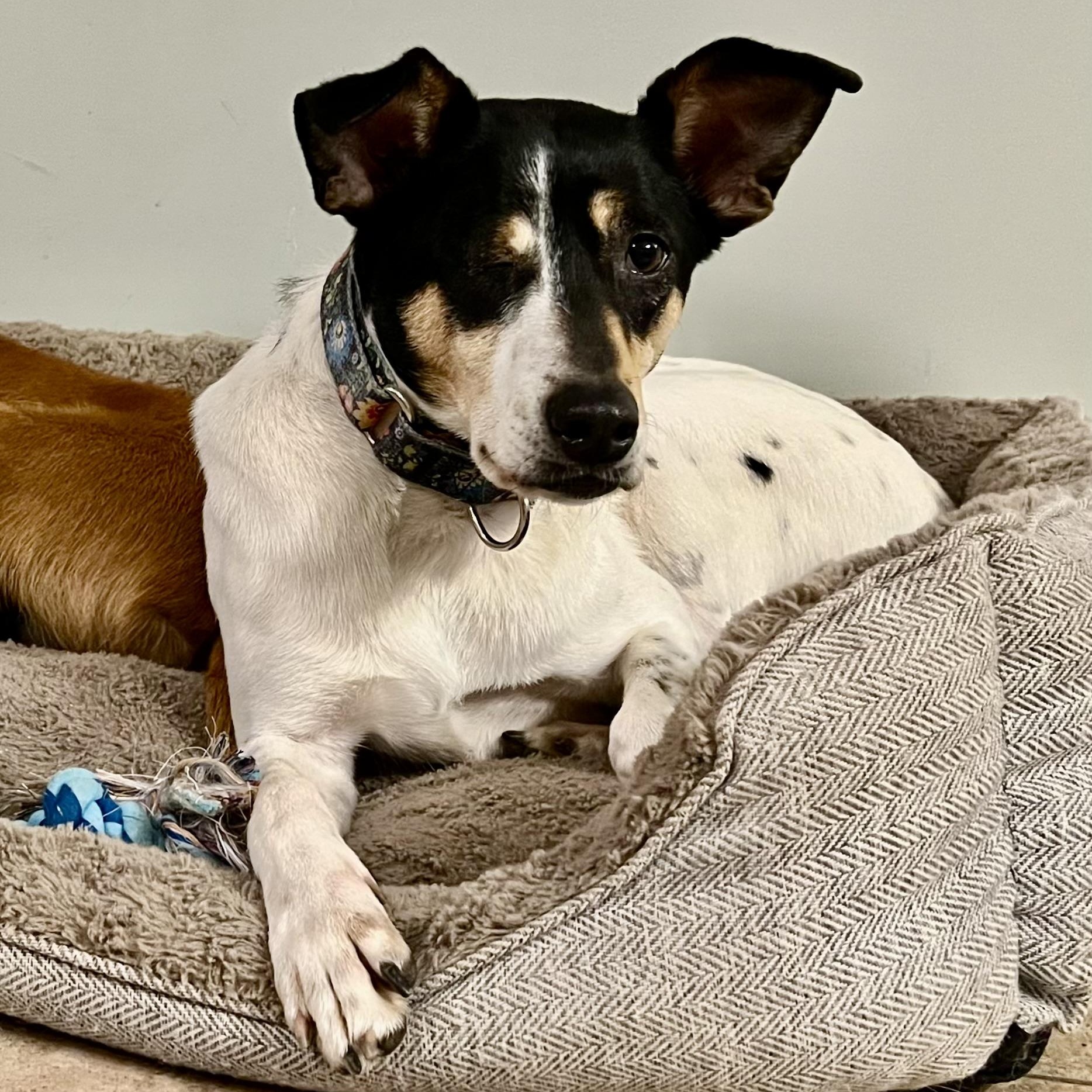 Mally, an adoptable Collie, Labrador Retriever in Thompson's Station, TN, 37179 | Photo Image 5