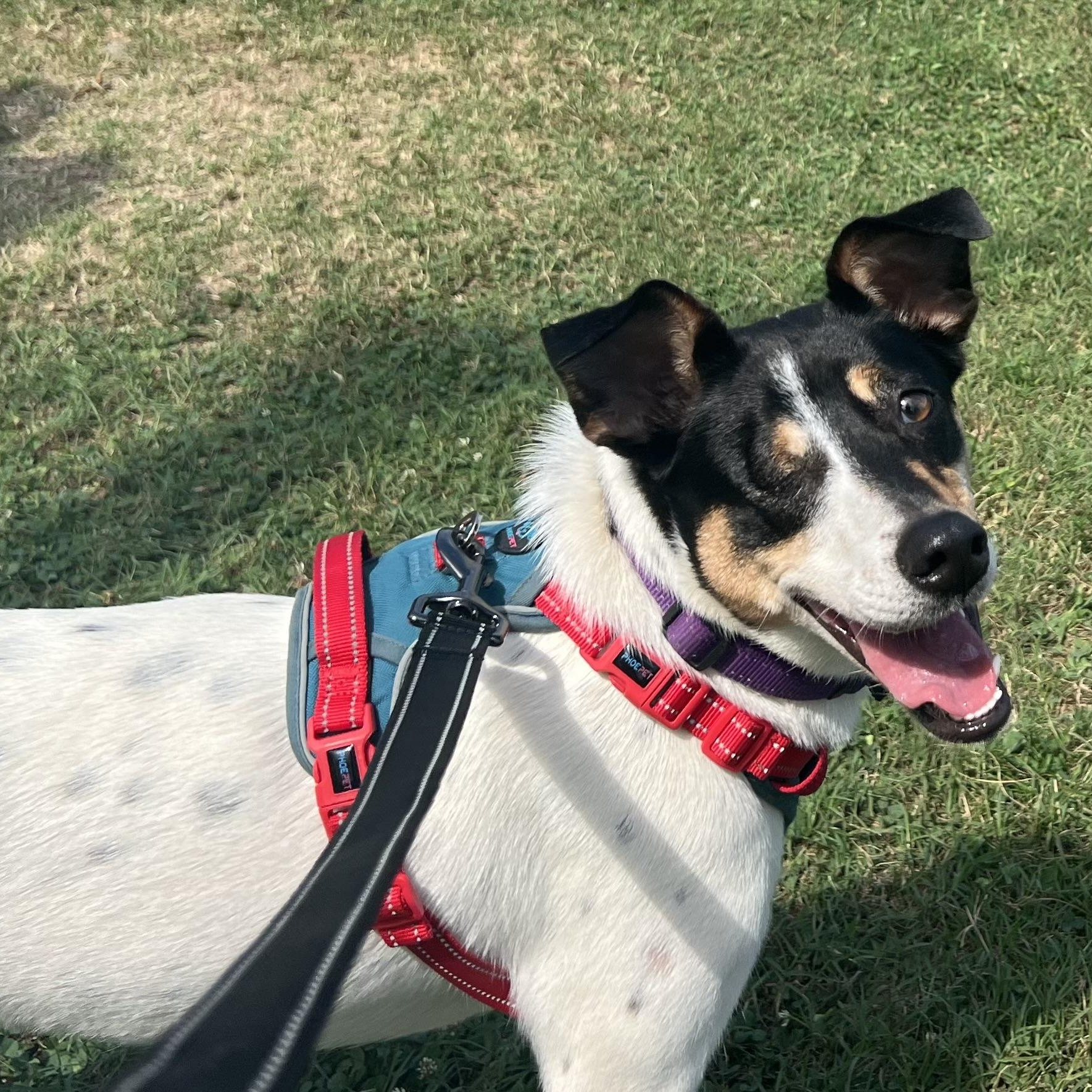 Mally, an adoptable Collie, Labrador Retriever in Thompson's Station, TN, 37179 | Photo Image 4