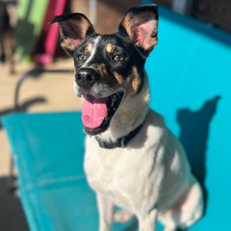 Mally, a Adoptable mixed breed in Thompson's Station, TN image 4/5