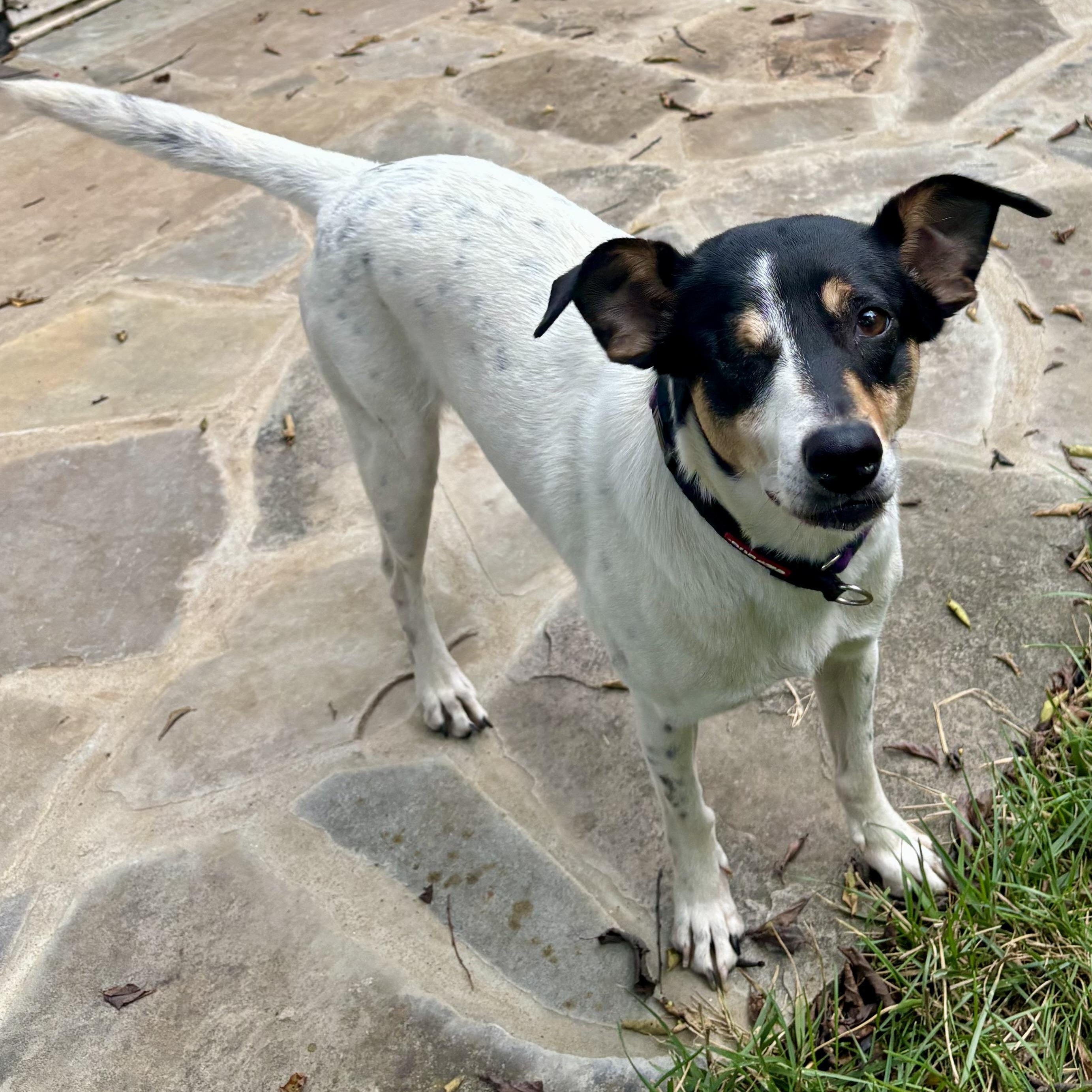 Mally, a Adoptable mixed breed in Thompson's Station, TN image 1/5