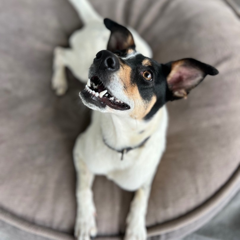 Mally, a Adoptable mixed breed in Thompson's Station, TN image 5/5