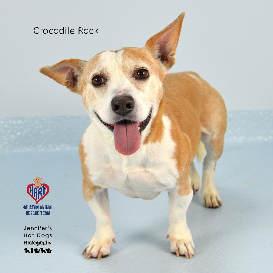 Enlarge Crocodile Rock, a Adoptable mixed breed in Tomball, TX image 1/3