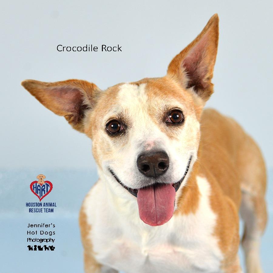 Enlarge Crocodile Rock, a Adoptable mixed breed in Tomball, TX image 2/3