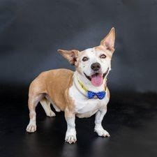 Crocodile Rock, Adoptable, Adult Male Corgi & Mixed Breed.