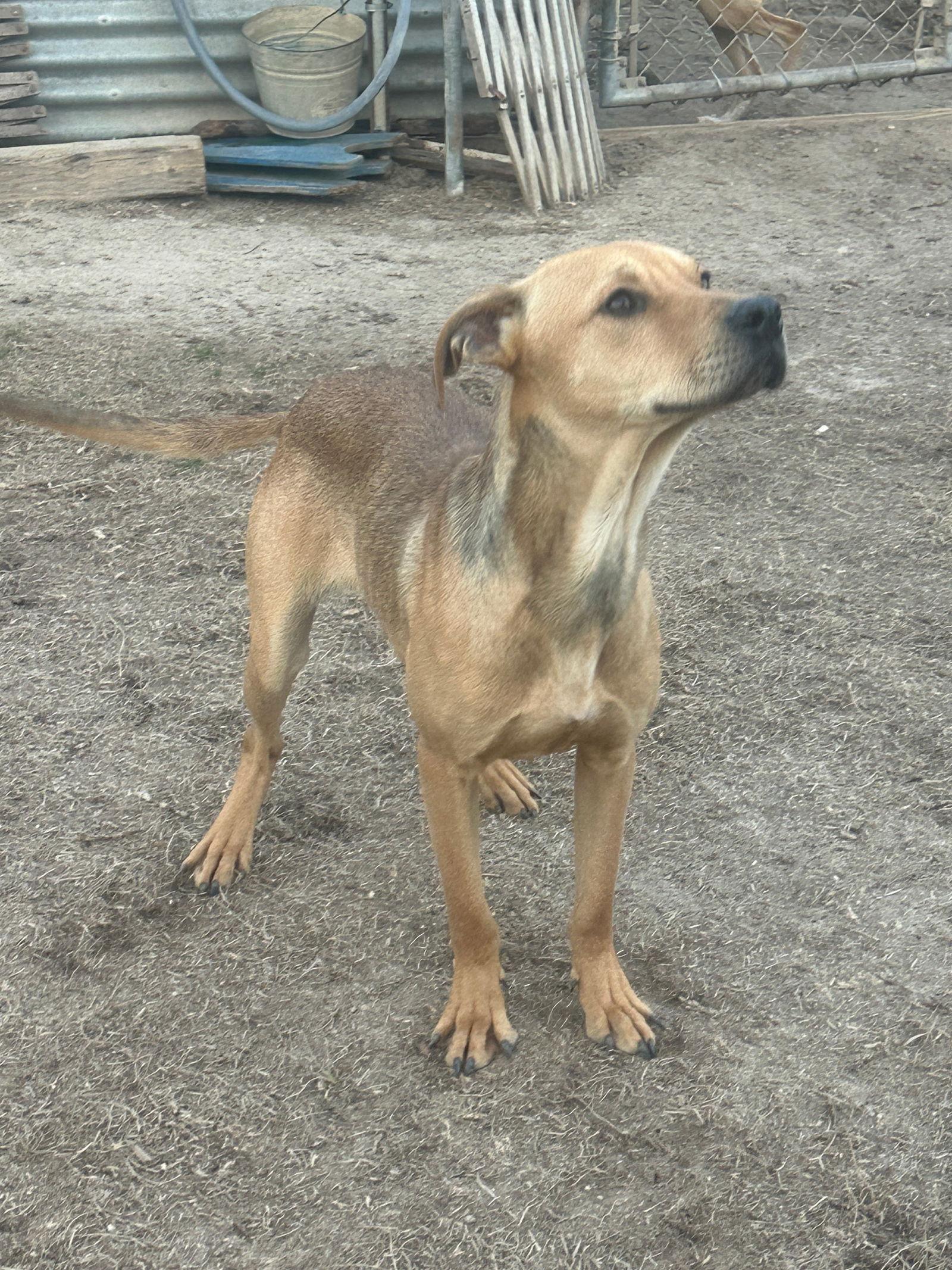 Bo, a Adoptable Hound in Eastman, GA image 1/2