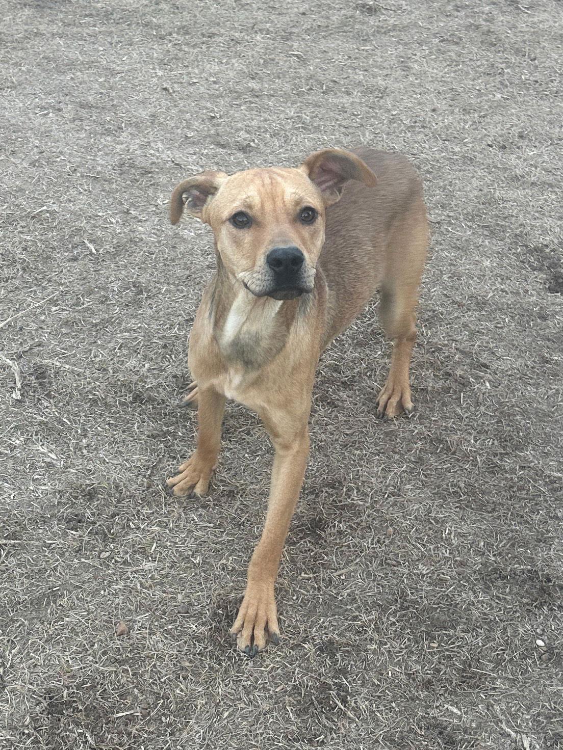 Bo, a Adoptable Hound in Eastman, GA image 2/2
