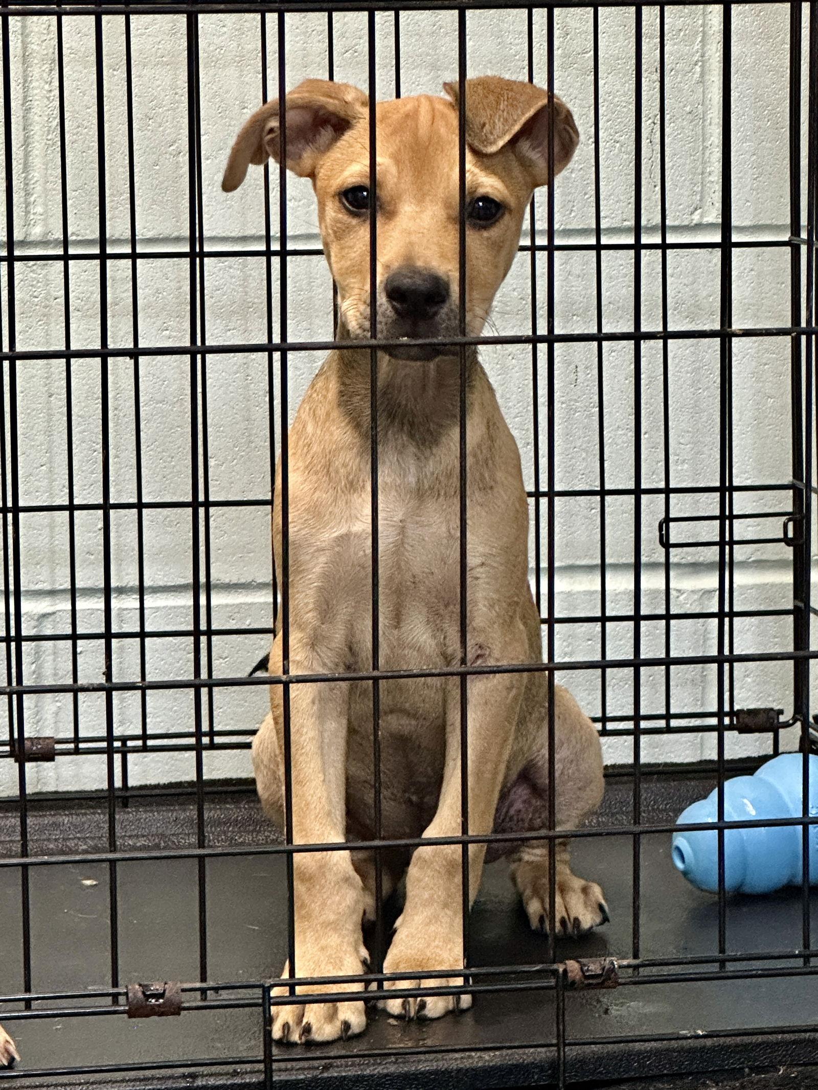 Bo, Adoptable, Puppy Male Hound.