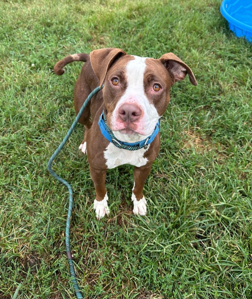 Lyra, Adopted, Young Female Terrier & Boxer.