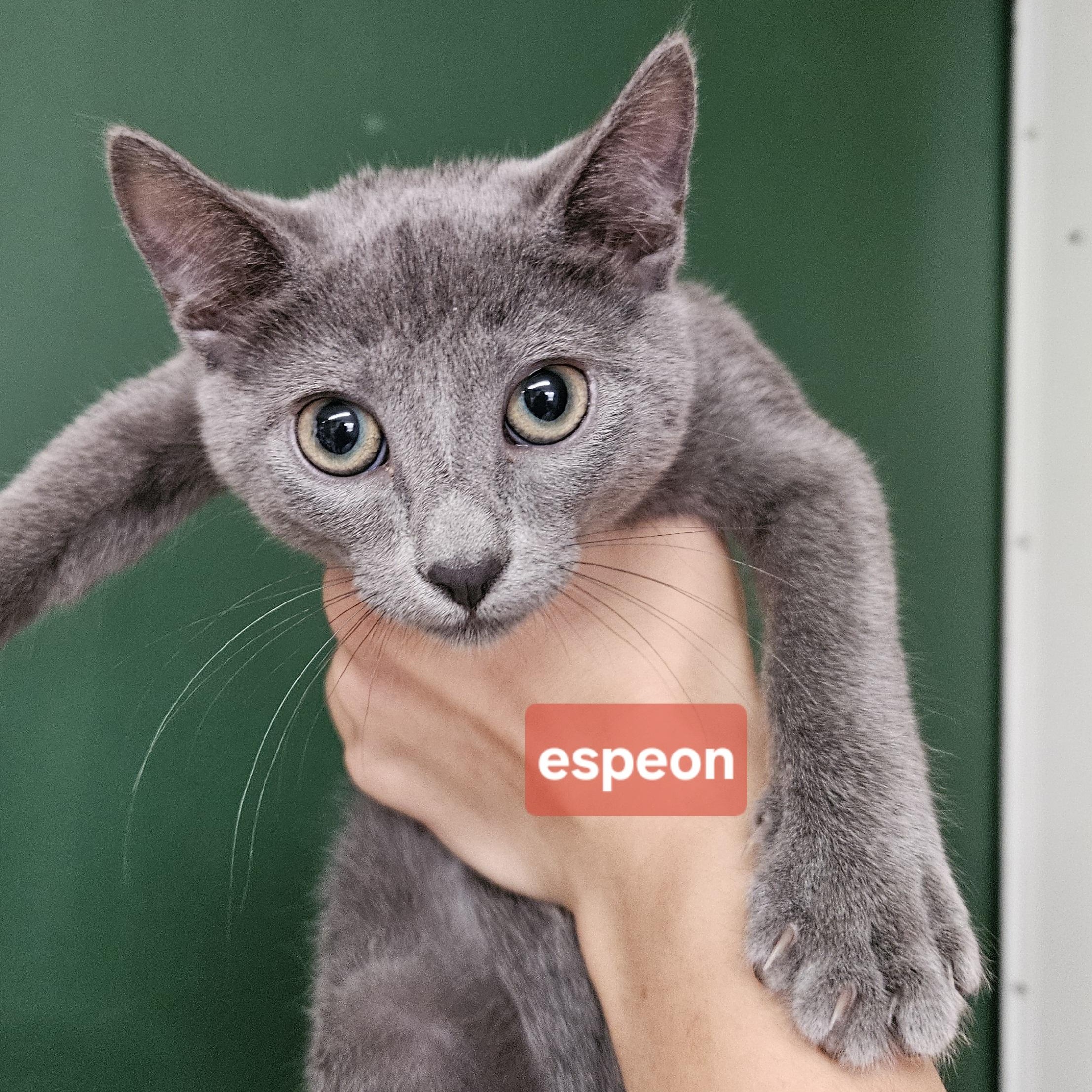 Enlarge Eeveelutions Litter, a ADOPTABLE mixed breed in The Dalles, OR image 2/4