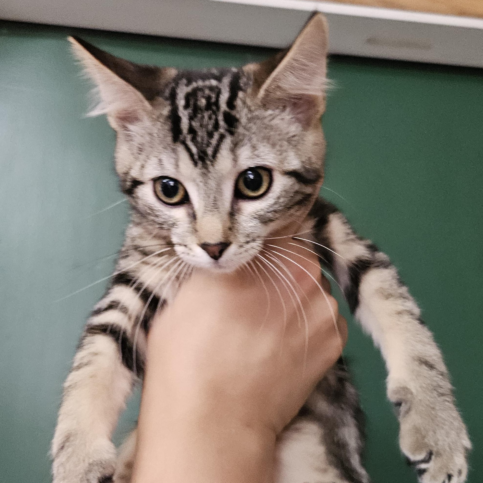 Enlarge Eeveelutions Litter, a ADOPTABLE mixed breed in The Dalles, OR image 4/4