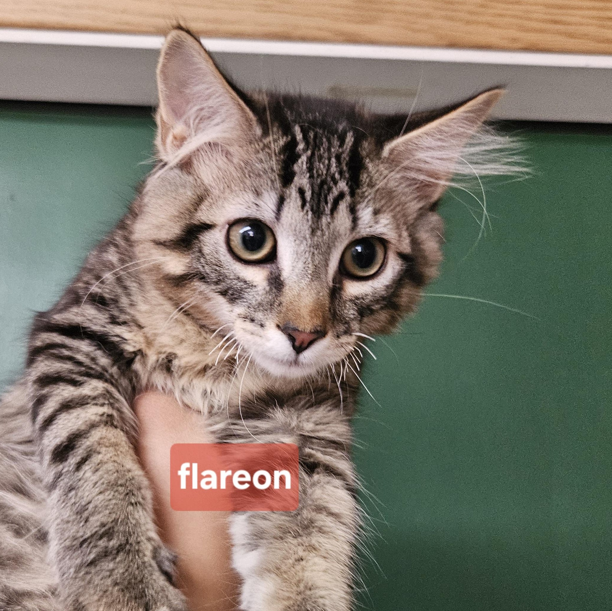 Eeveelutions Litter, ADOPTABLE, Kitten Female Domestic Short Hair & Domestic Medium Hair.