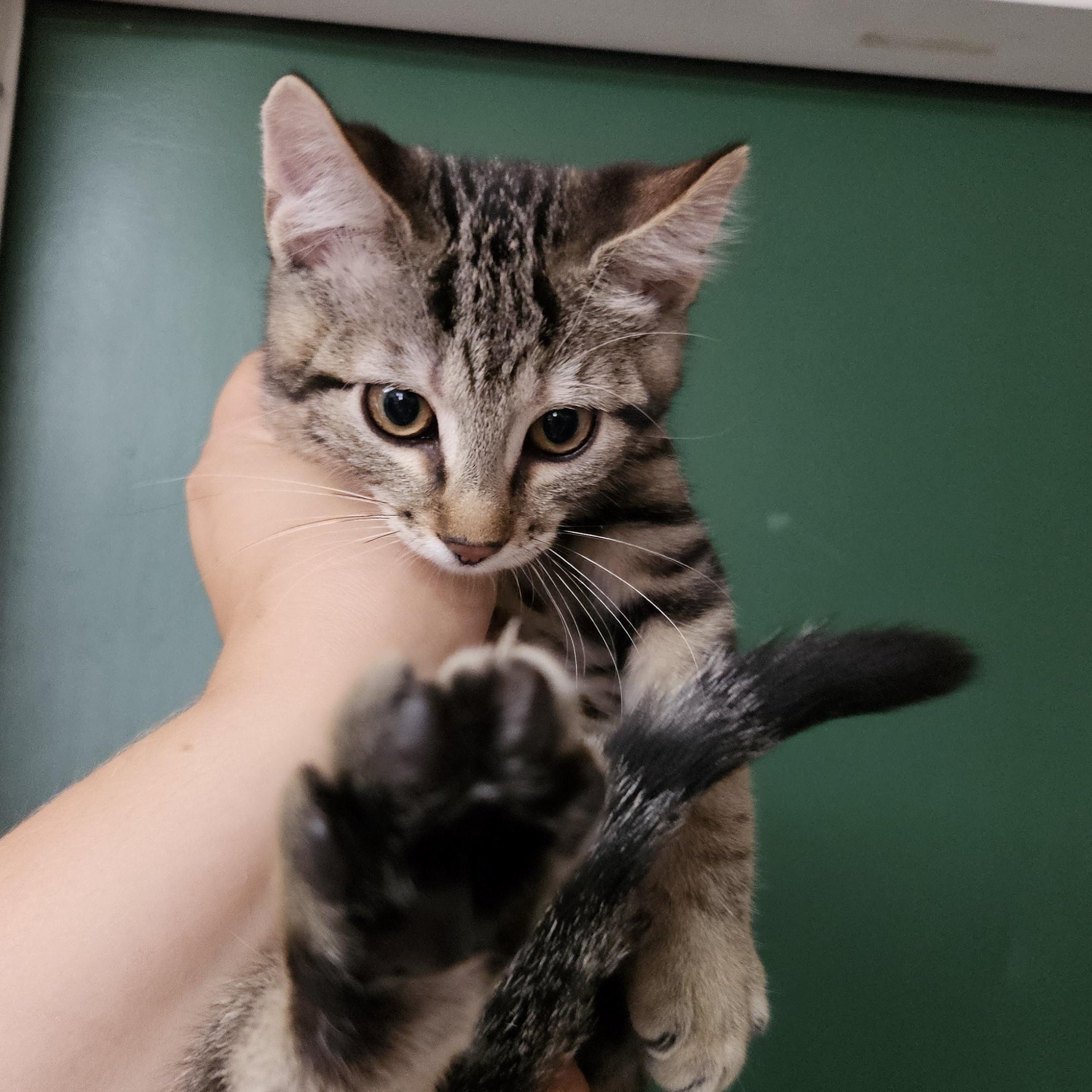 Enlarge Eeveelutions Litter, a ADOPTABLE mixed breed in The Dalles, OR image 3/4