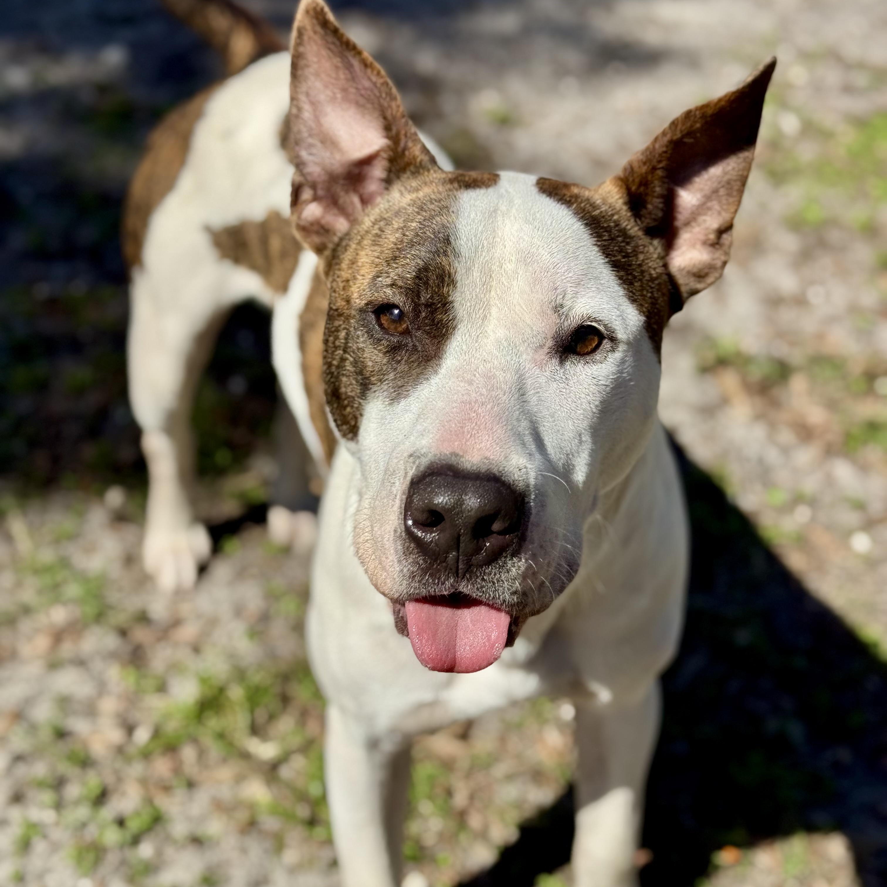Enlarge Brody, a ADOPTABLE mixed breed in Maitland, FL image 2/4