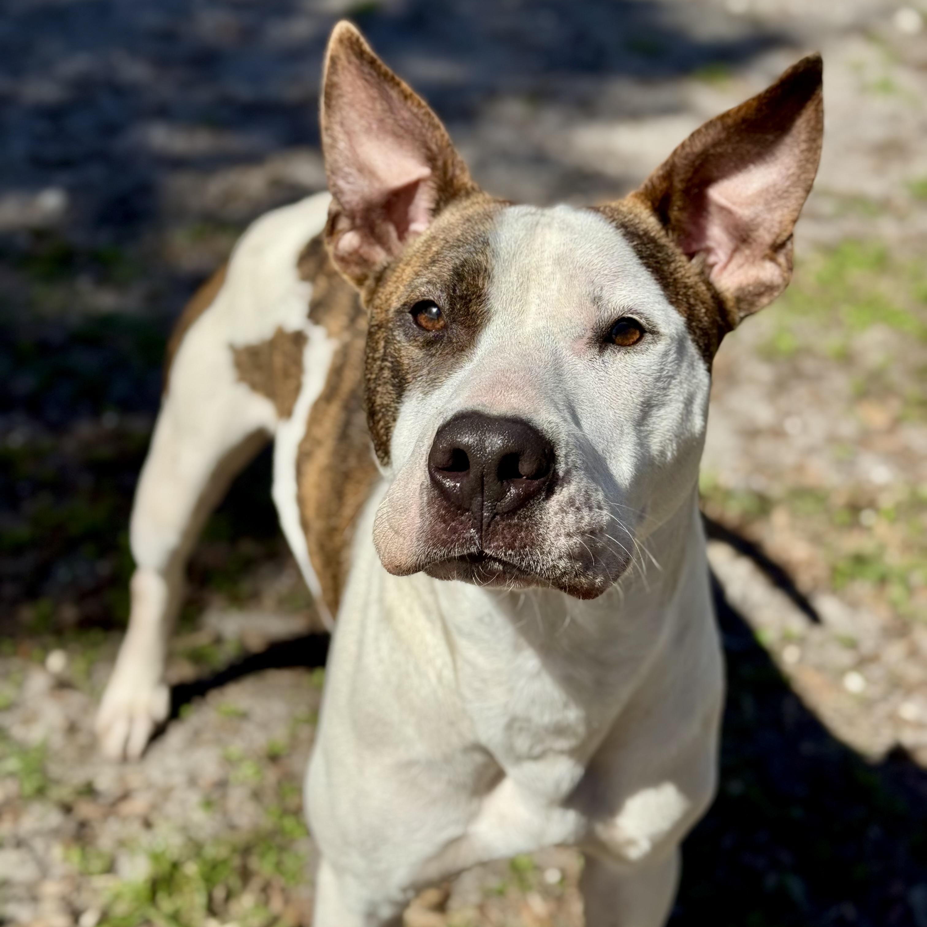 Enlarge Brody, a ADOPTABLE mixed breed in Maitland, FL image 3/4