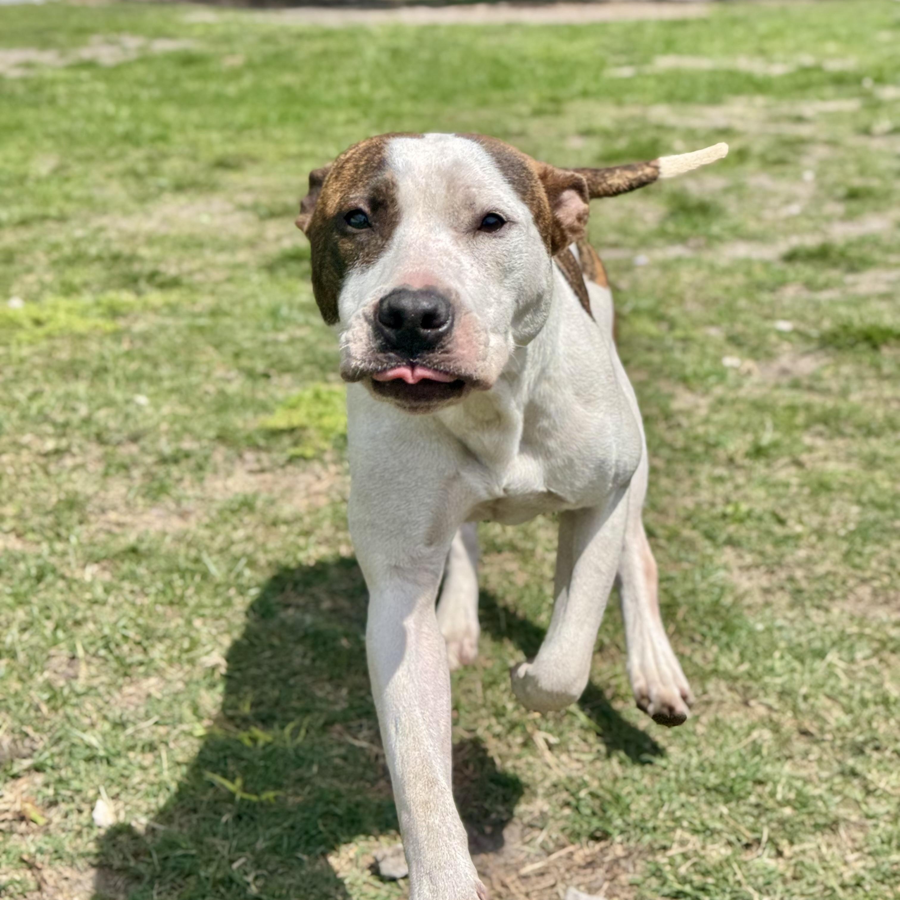 Brody, ADOPTABLE, Young Male Pit Bull Terrier.