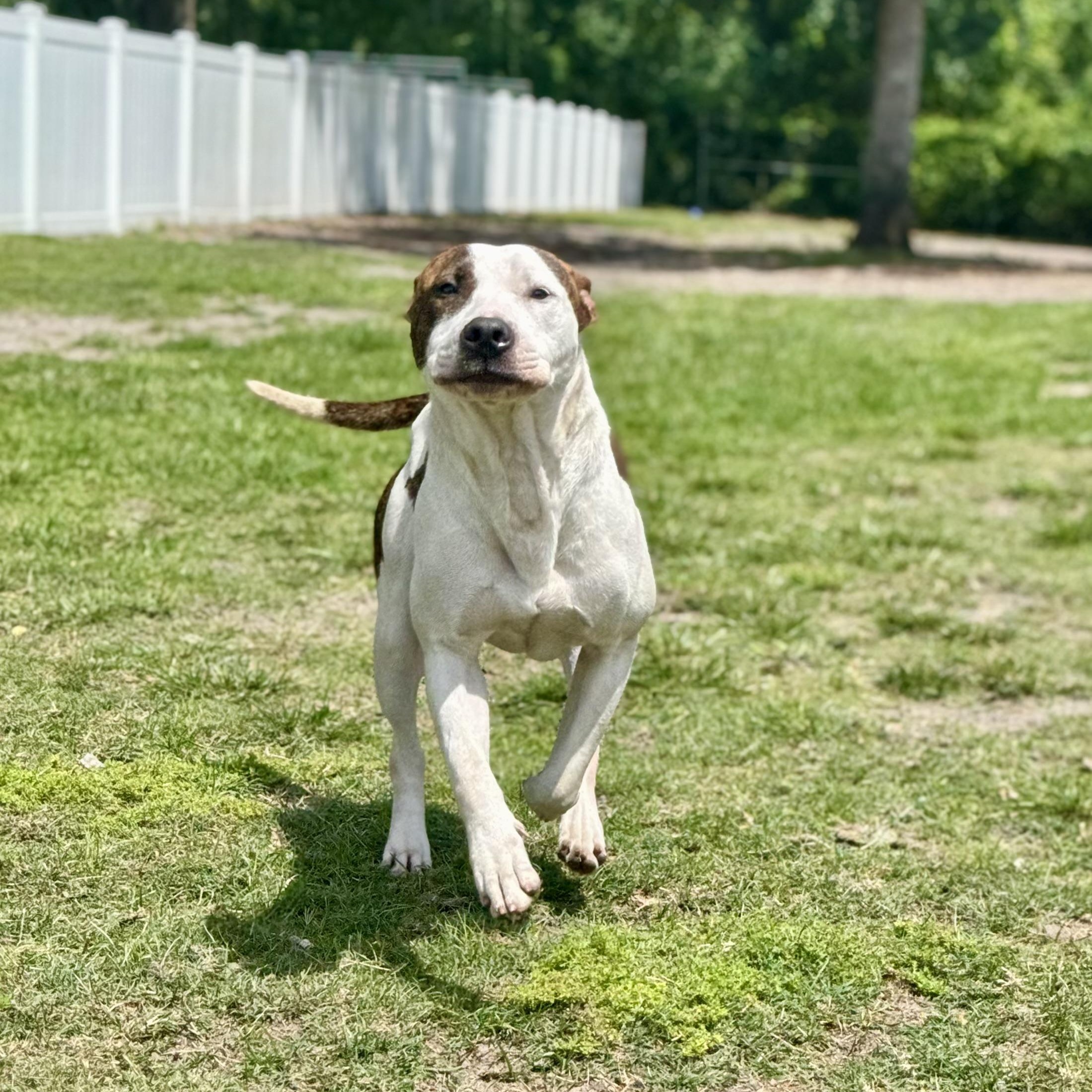 Enlarge Brody, a ADOPTABLE mixed breed in Maitland, FL image 4/4