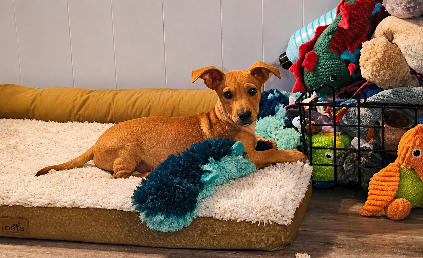 Peanut, ADOPTABLE, Puppy Male Chiweenie.