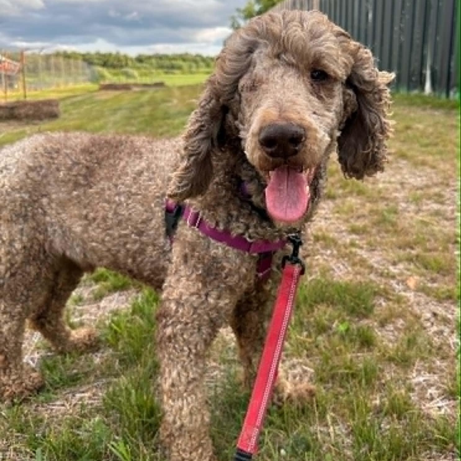 Enlarge Giblet-Foster Home Needed, a ADOPTABLE Poodle in Hartland, WI image 5/5